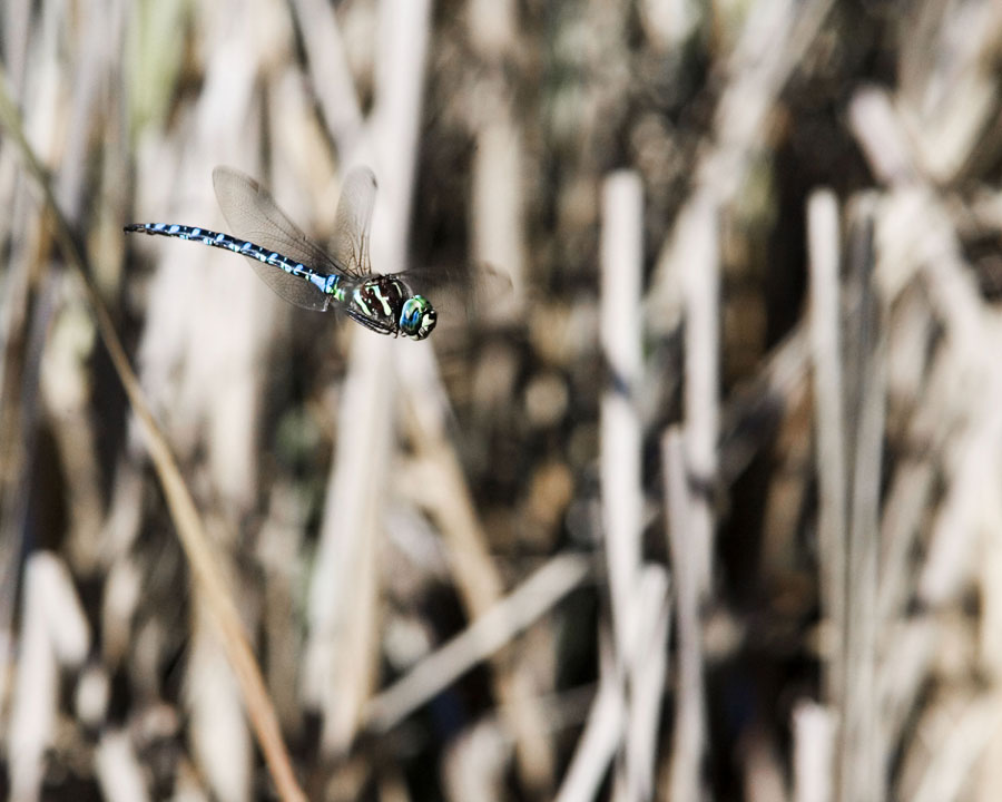 Blue Eyed Dragonfly